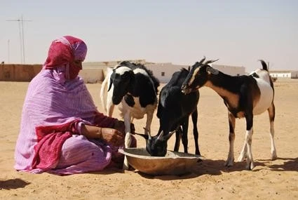 Hammada, film still